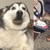 【癒し動画】初めて人間の赤ちゃんに会ったハスキー犬の反応30連発ｗｗｗ【ナイスコンビ】