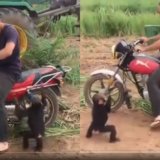 【癒し動画】どうしてもバイクに乗りたい猿をバイクから下ろしたときの反応がｗｗ【完全に人間】