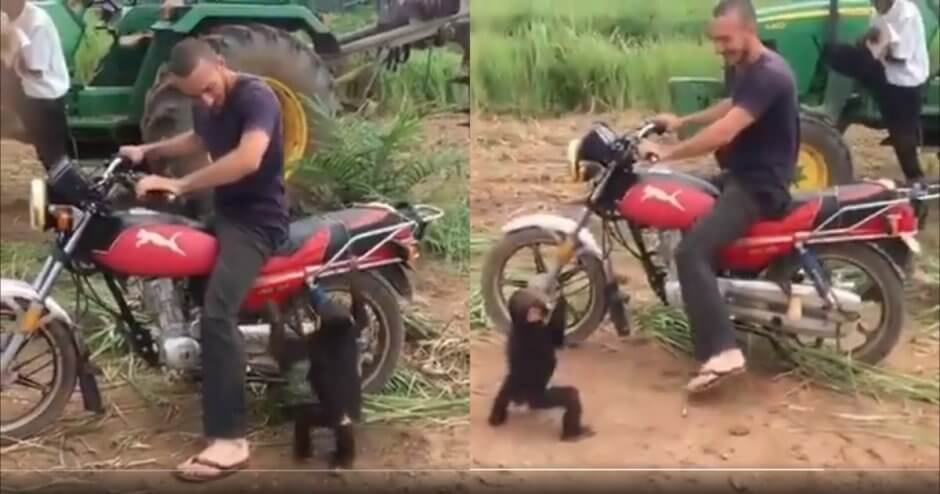 【癒し動画】どうしてもバイクに乗りたい猿をバイクから下ろしたときの反応がｗｗ【完全に人間】