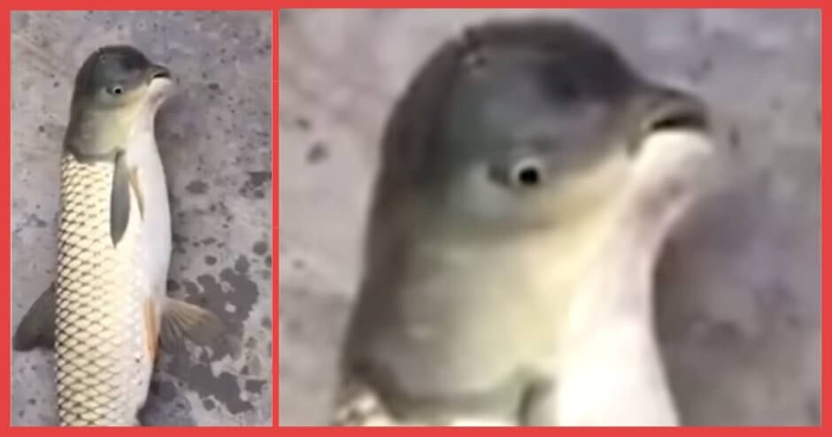 【奇形】中国でペンギンに激似の珍魚が発見される！！その正体はなんと〇〇の〇〇だった……